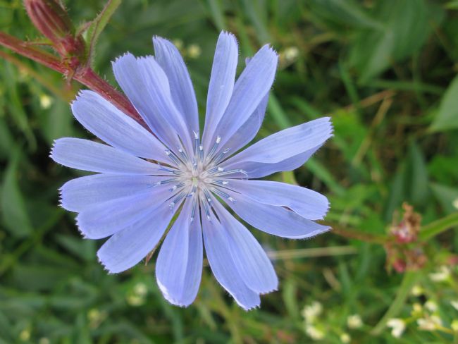 Chris Langley | Chicory  (Cichorium)