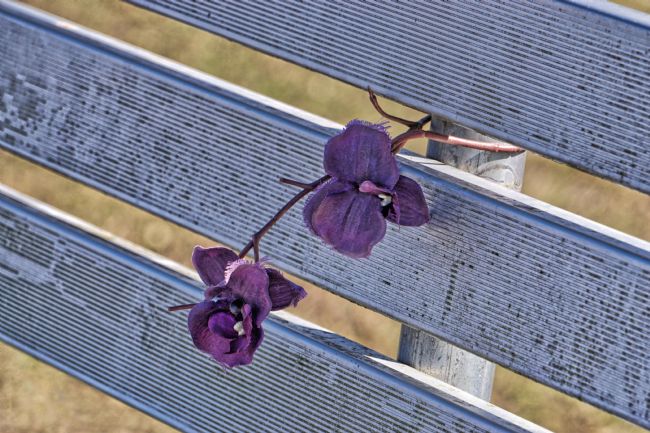 Chris Langley | Silk Flower Memorial