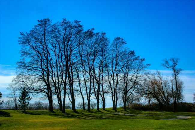 Chris Langley | Winter trees along the river bank