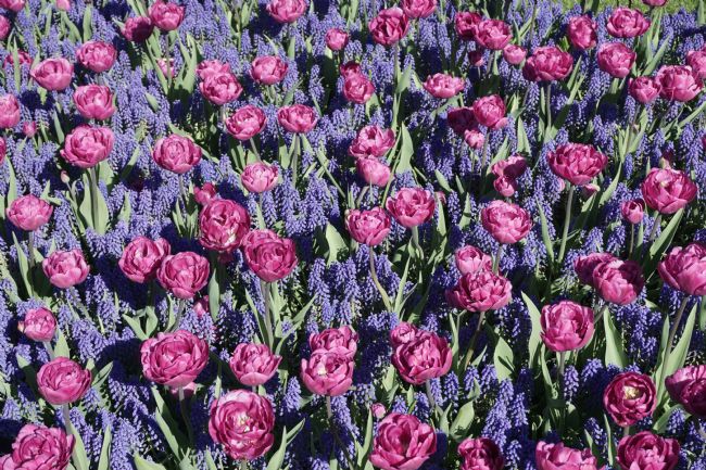 Chris Langley | Grape Hyacinth and Tulip Variety at Keukenhoff, Holland