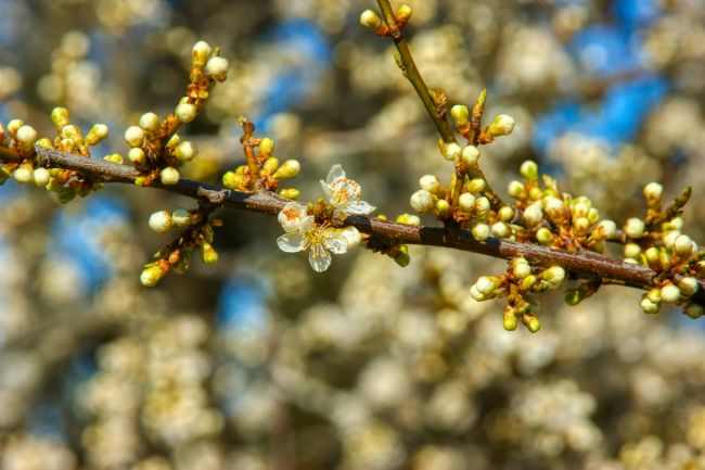 Chris Langley | First Day of Spring - Flowering Trees