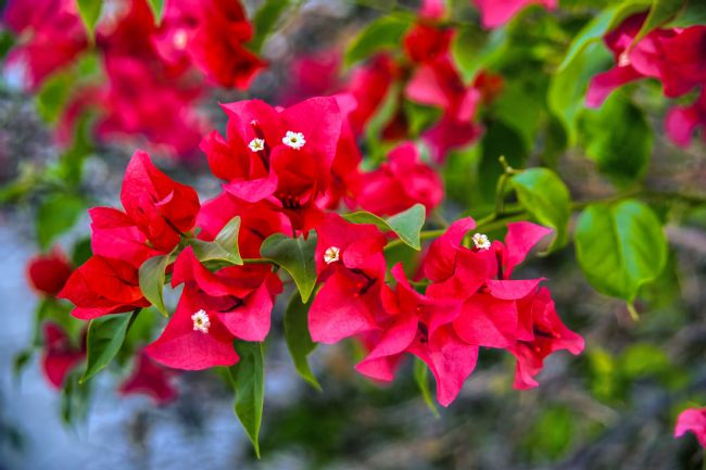 Chris Langley | Bougainvillea Glabra