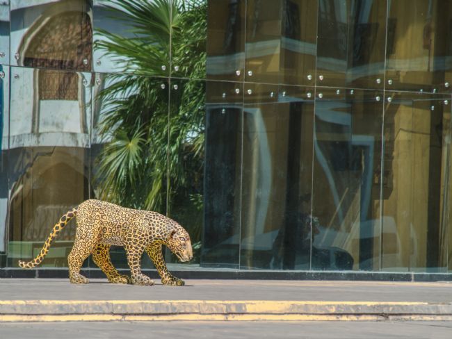 Chris Langley | Jaguar in Campeche