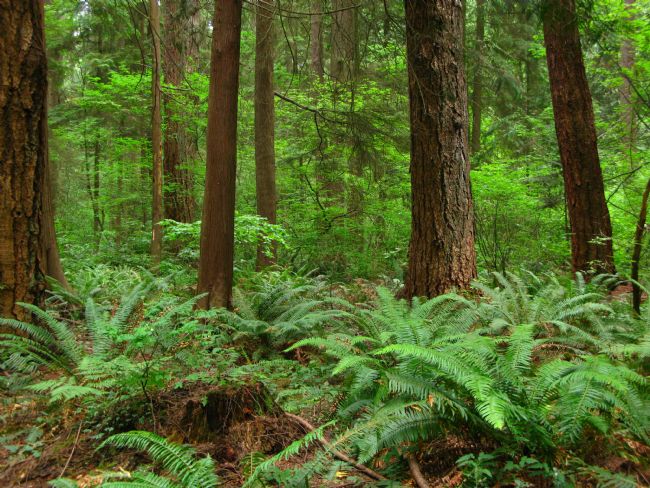 Chris Langley | Understory of the Temperate Rainforest, British Columbia, Canada