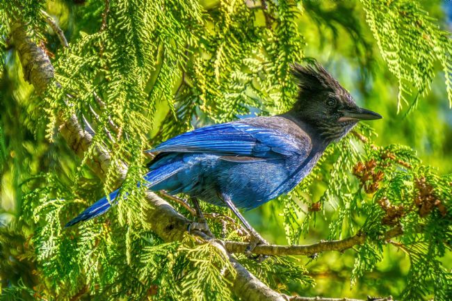 Chris Langley | Stellar's Jay in Late Afternoon - NW British Columbia