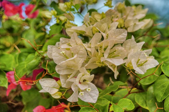 Chris Langley | Bougainvillea Spectabiliis