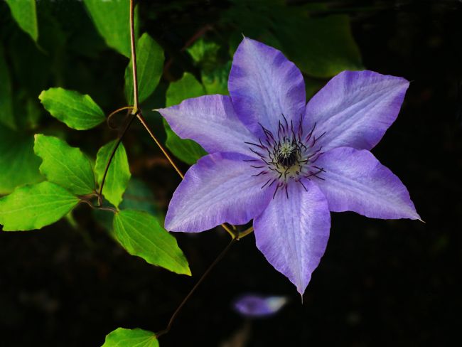 Chris Langley | Clematis Ranunculaceae dark purple variety