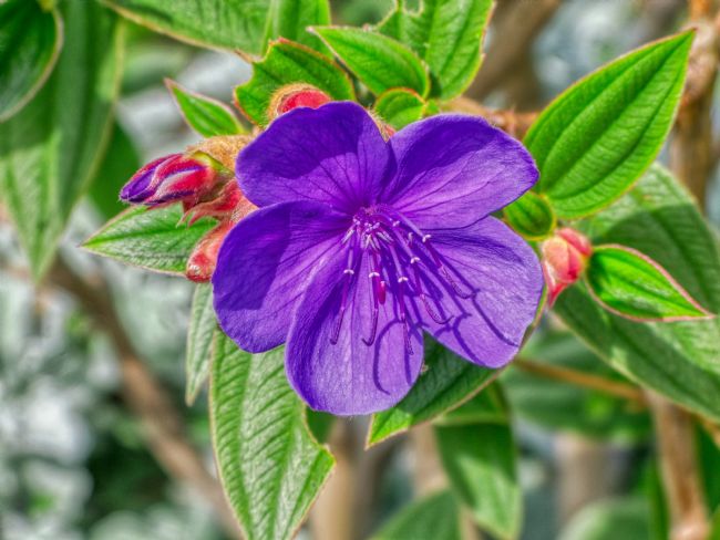 Chris Langley | Princess Flower - Tibouchina Urvilleana