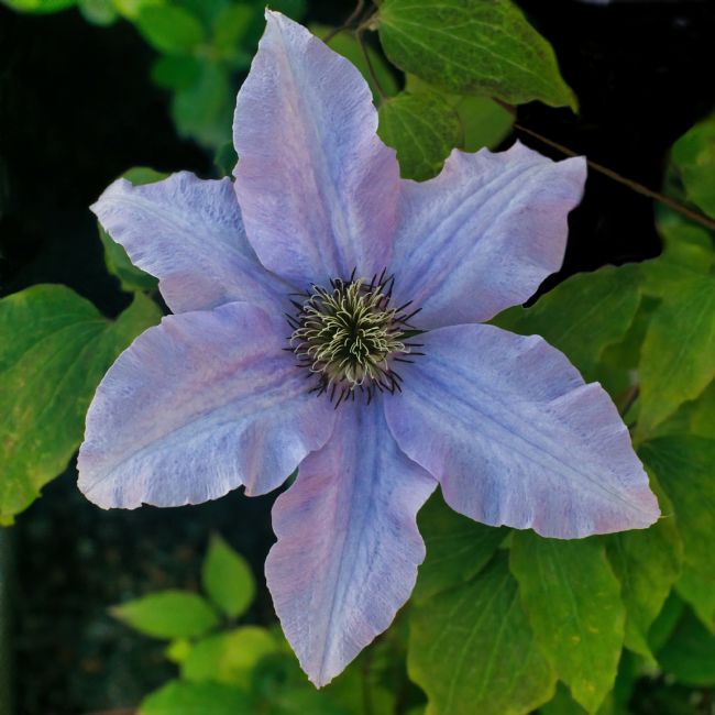 Chris Langley | Clematis Ranunculaceae light purple variety