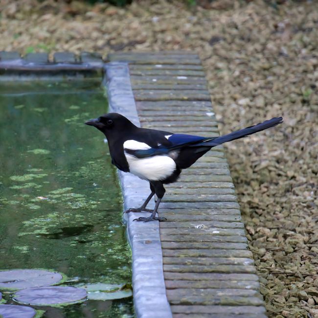 Chris Langley | Magpie - Pica Pica