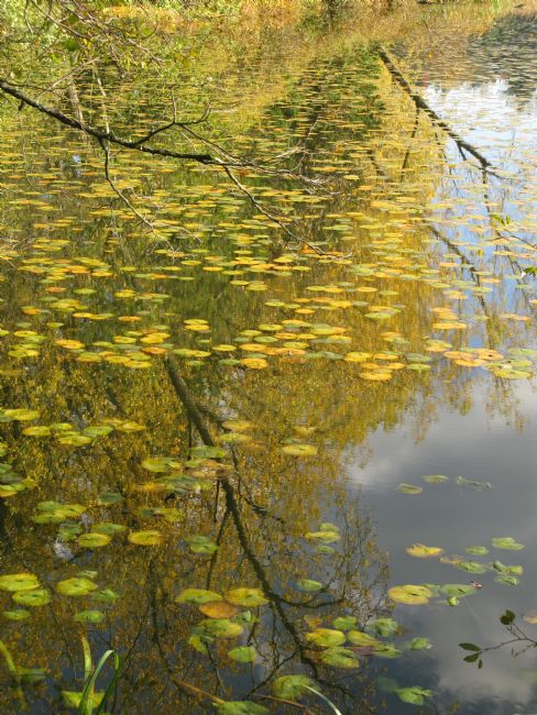 Chris Langley | On Golden Pond
