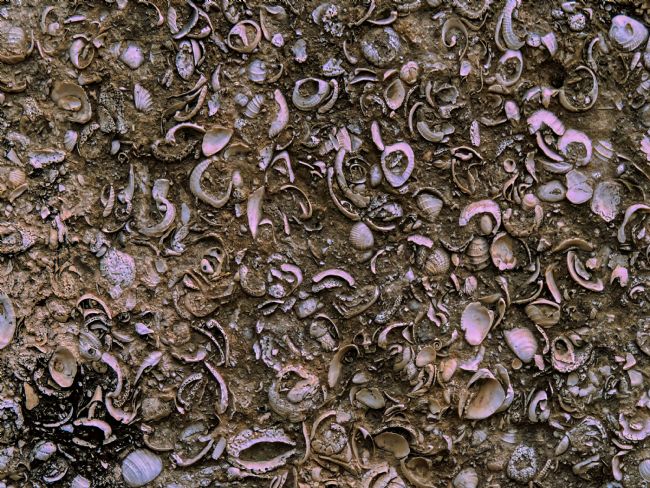 Chris Langley | Coquina wall, Celestun, Yucatan, Mexico