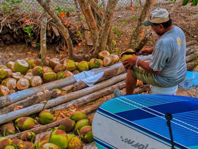 Chris Langley | Topping coconuts for their milk in Celestun