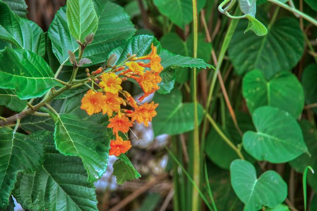 Chris Langley | Cordia Dodecandra