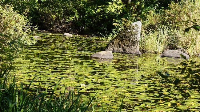 Chris Langley | Shark!