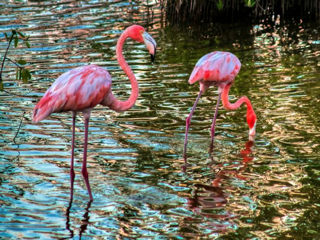 Chris Langley | Flamingos in Mangroves, Celestun, Yucatan