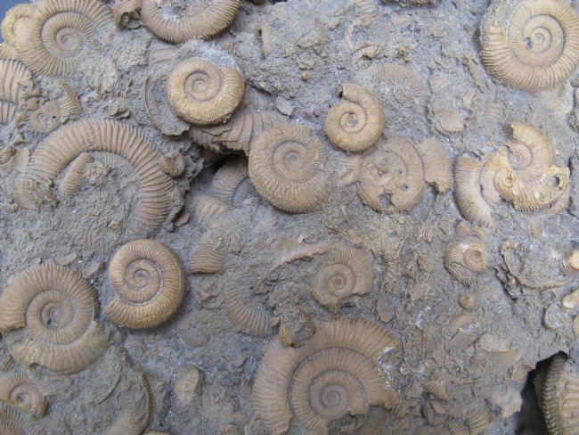 Chris Langley | Ammonites, mud, water, centuries