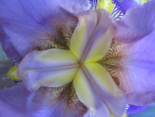 Chris Langley | Remarkable Purple Iris