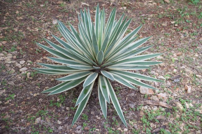 Chris Langley | Henequen or Agave from which jute fibre was made.