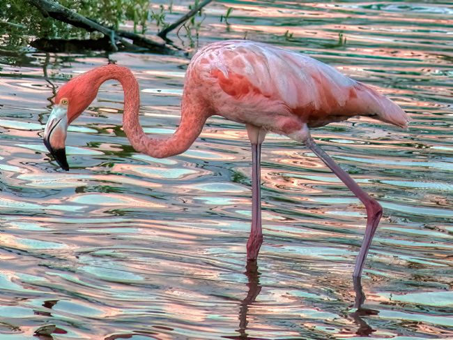 Chris Langley | Flamingo in the Biosphere reserve, Celestun, Yucatan