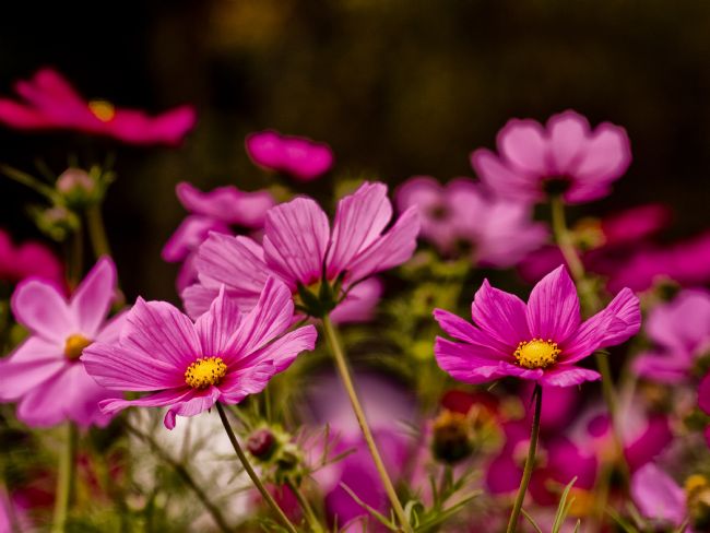 Jay Lethbridge | Cosmos Bipinnatus