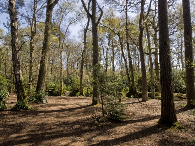 Jay Lethbridge | Sunshine through the Trees at Stover Country Park