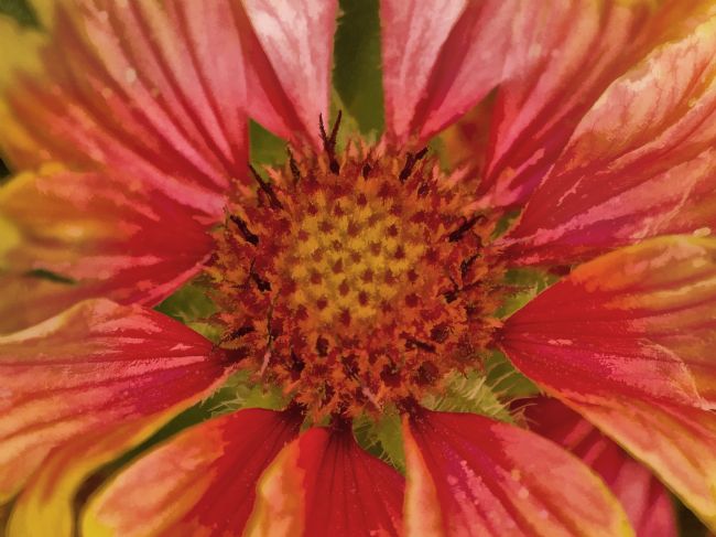 Jay Lethbridge | Helenium