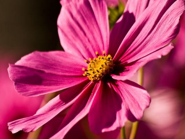 Jay Lethbridge | Cosmos Bipinnatus v2