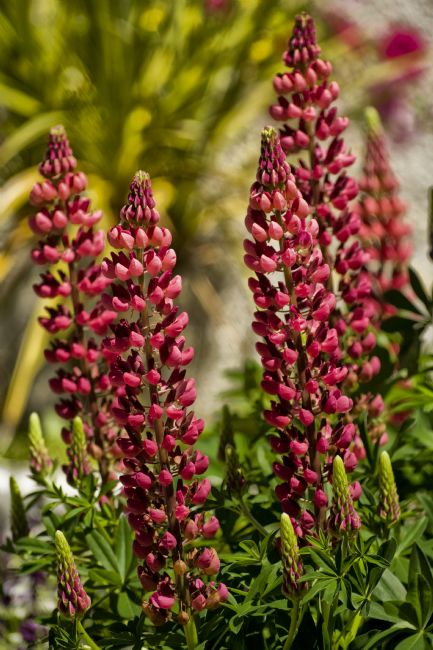 Jay Lethbridge | Lupinus Flower