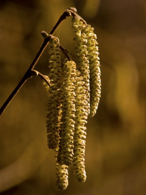 Jay Lethbridge | Catkin - Just Hanging Out