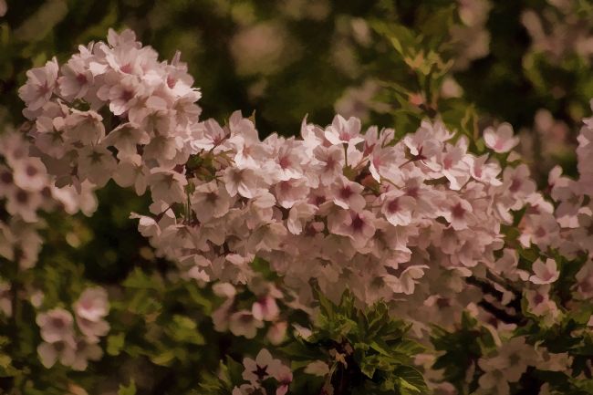 Jay Lethbridge | Cherry Blossom with Painted Effect