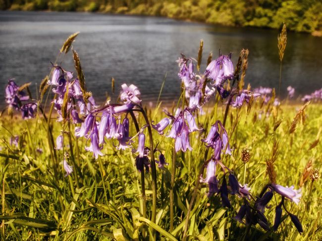 Jay Lethbridge | Bluebells at Burrator Reservoir on Dartmoor