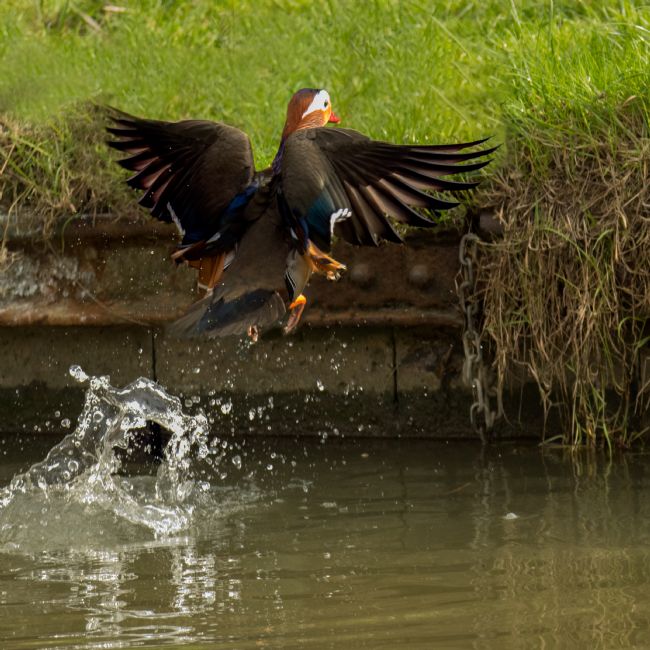Jacovos Jacovou | Male Mandarin take off 