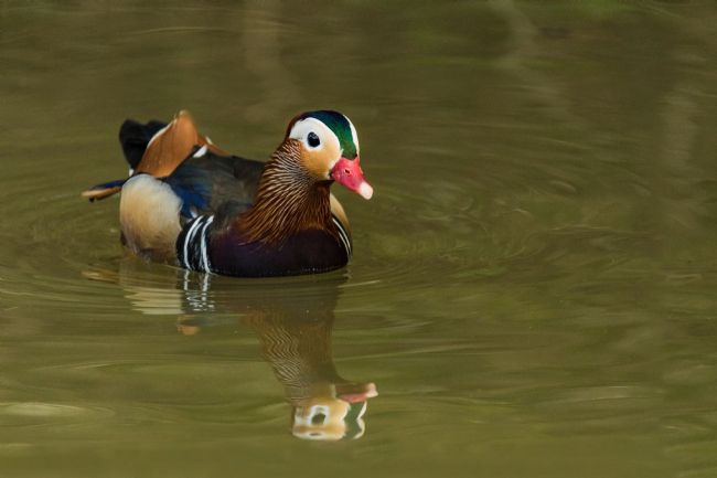 Jacovos Jacovou | Male Mandarin duck 
