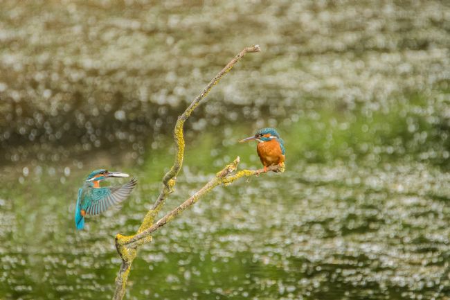 Jacovos Jacovou | Male kingfisher baring fish 
