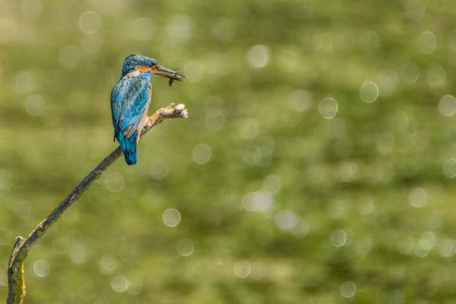 Jacovos Jacovou | fishing for his young 