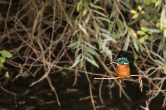 Jacovos Jacovou | Posing Kingfisher