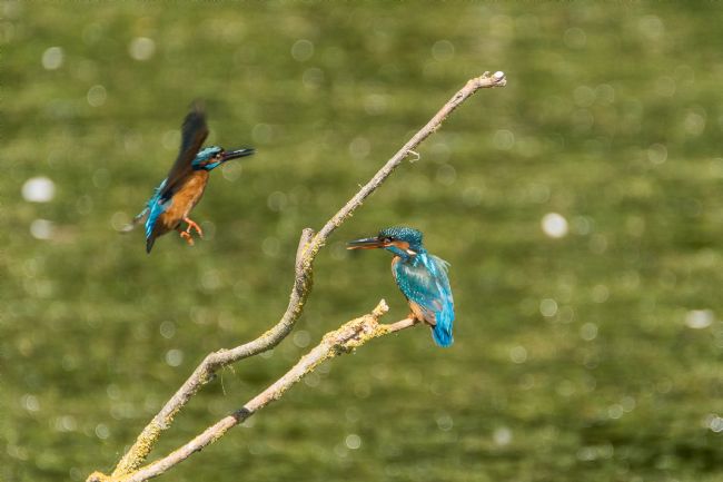 Jacovos Jacovou | Male answering his mates call