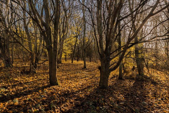 Jacovos Jacovou | Milton Keynes Woodland