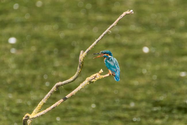 Jacovos Jacovou | Female calling 