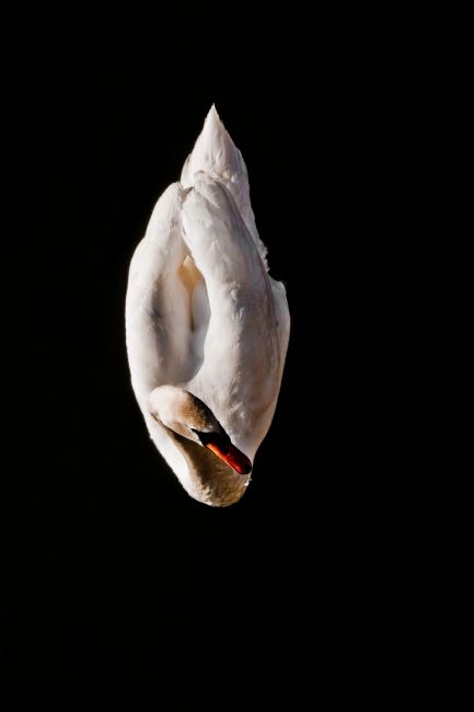 Jacovos Jacovou | White on Black