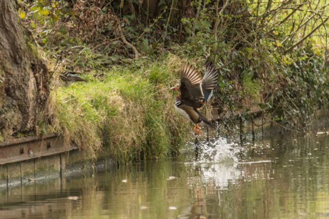 Jacovos Jacovou | Male Mandarin Duck 