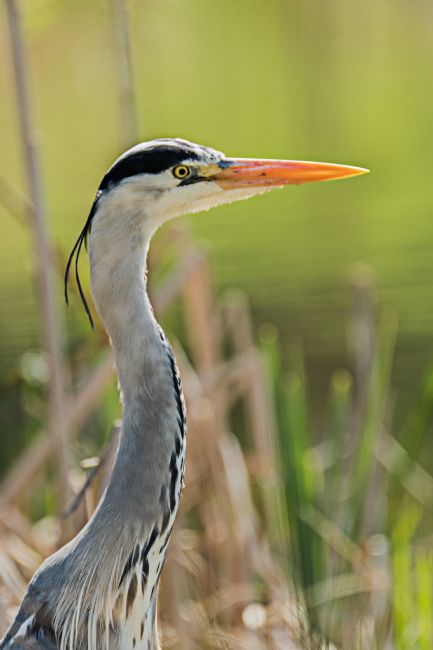 Jacovos Jacovou | Scruffy Heron