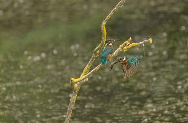 Jacovos Jacovou | Adult and Juvenile Kingfisher
