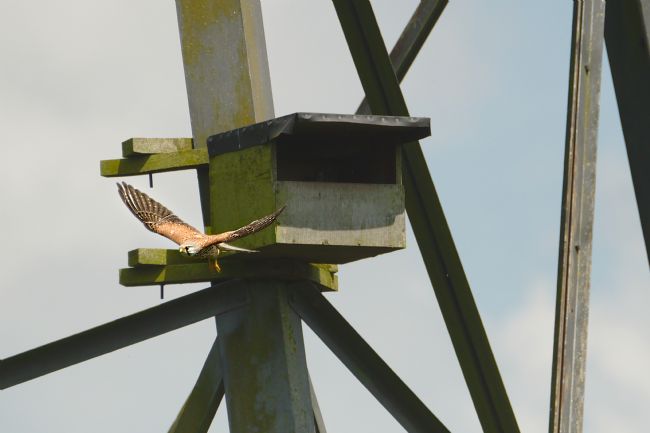 Jacovos Jacovou | Flight of the Kestrel