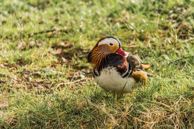 Jacovos Jacovou | Male Mandarin Duck 