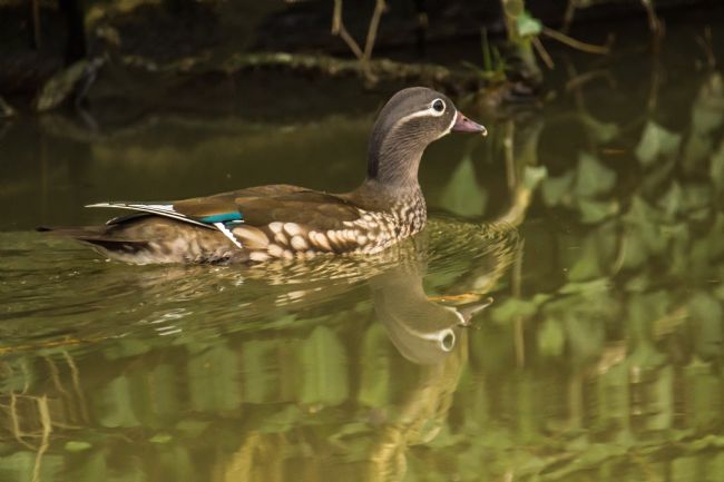 Jacovos Jacovou | Female Mandarin duck 