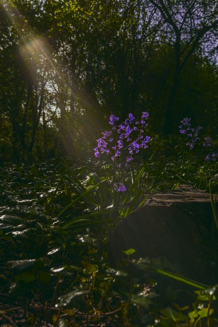 Jacovos Jacovou | bluebell spotlight