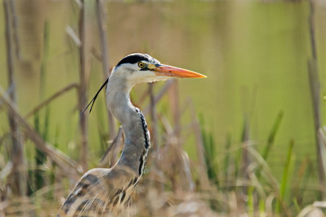 Jacovos Jacovou | Hip Heron with ponytail
