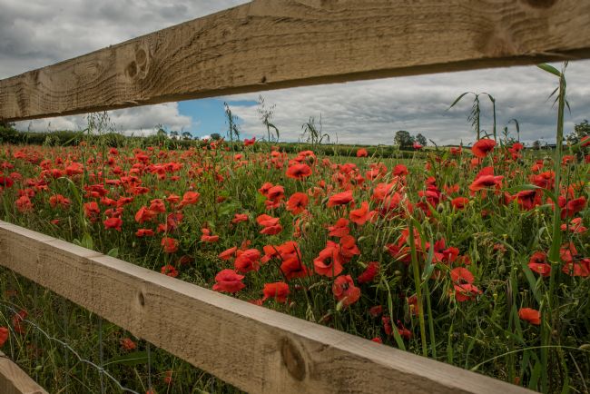 Jacovos Jacovou | More than just a splash of Poppies 